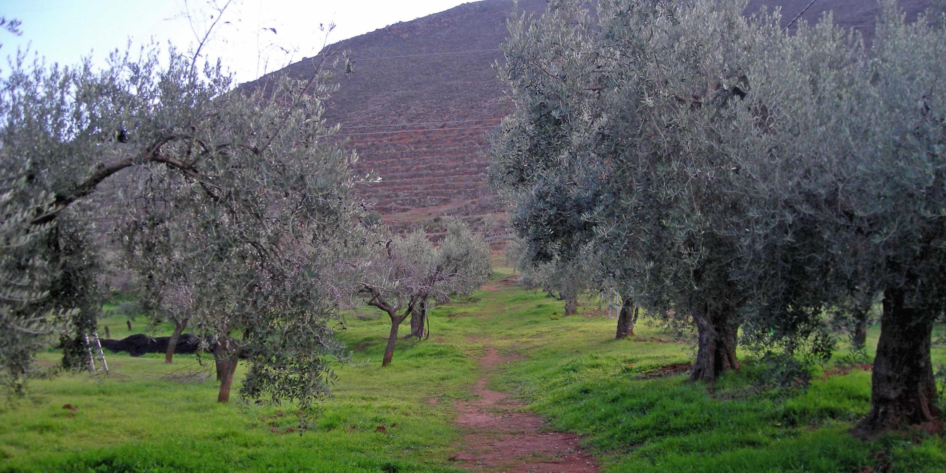 Our organic olive trees